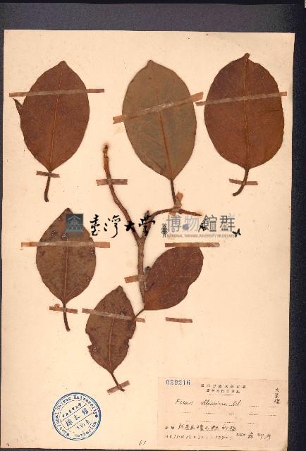 大葉榕、高山榕藏品圖，第1張