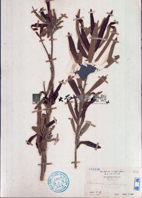 水楊梅藏品圖，第1張