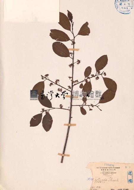 鐵冬青藏品圖，第1張