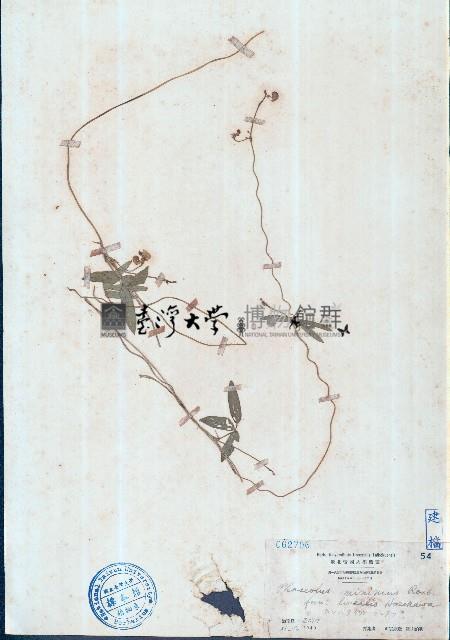 小豇豆藏品圖，第1張