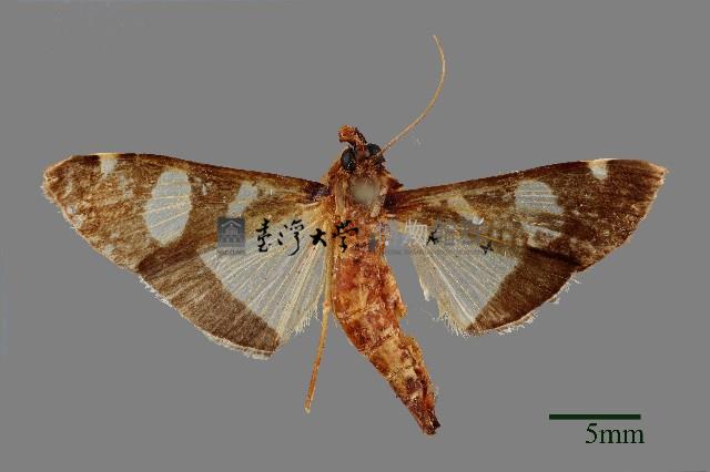 三斑絹野螟藏品圖，第1張