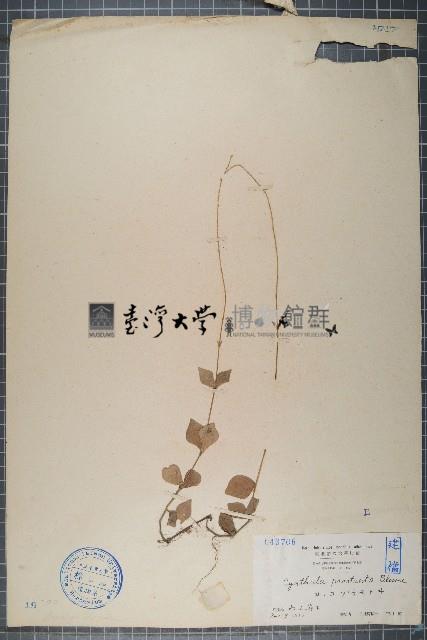 假川牛膝、杯莧藏品圖，第1張