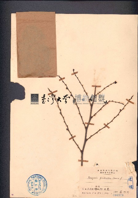 黑面神、鍋蓋木藏品圖，第1張