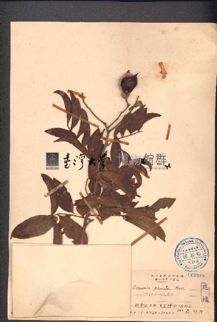 海南红豆藏品圖，第1張