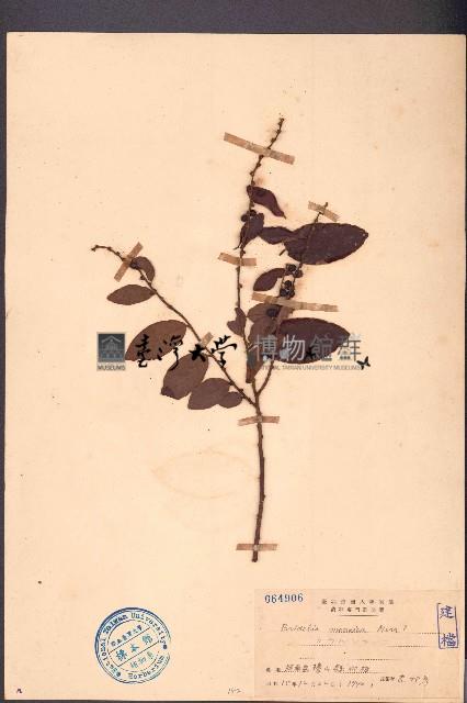 海南閉花木藏品圖，第1張