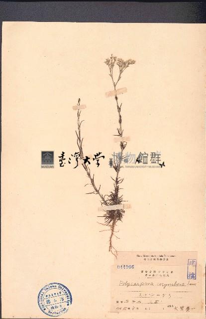 白鼓釘藏品圖，第1張