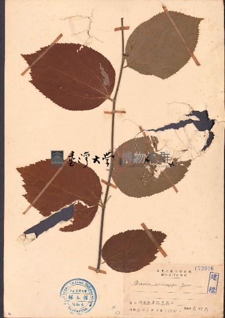 大葉捕魚木藏品圖，第1張