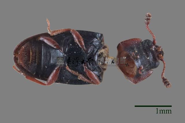 大蕈蟲藏品圖，第1張