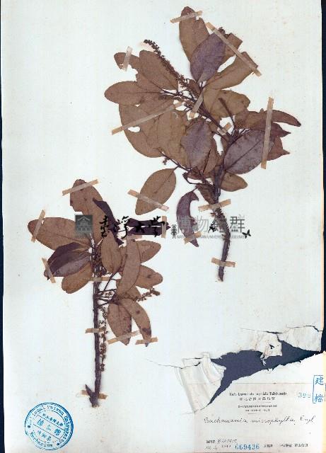 小葉山檨子藏品圖，第1張