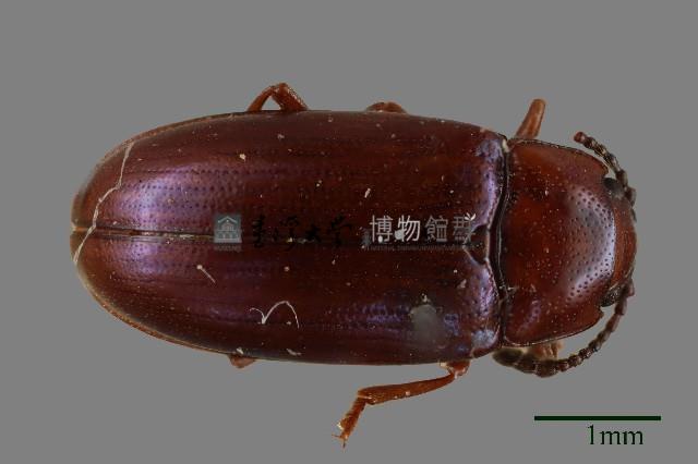 大蕈蟲藏品圖，第1張