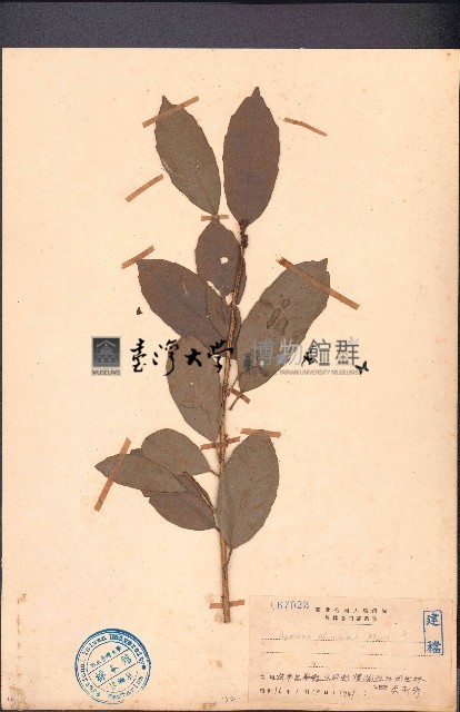 銀柴、大沙葉藏品圖，第1張