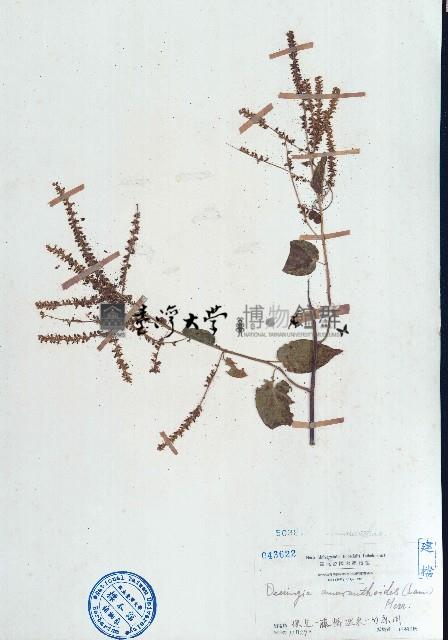 漿果莧藏品圖，第1張