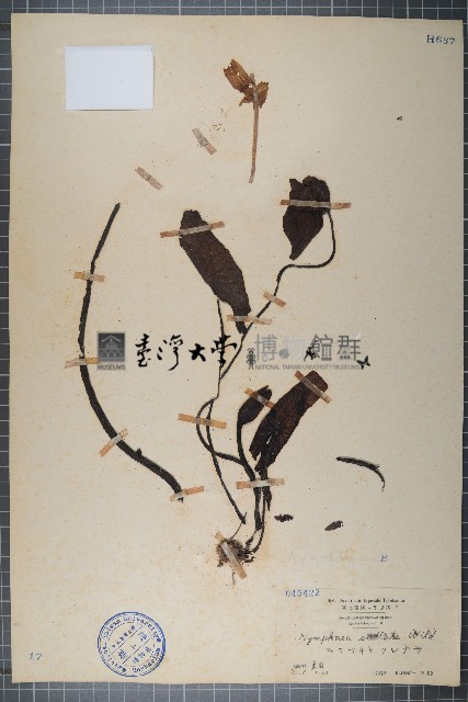 藍睡蓮藏品圖，第1張