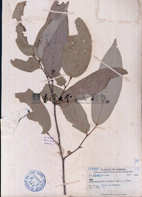 白葉皂帽花藏品圖，第1張