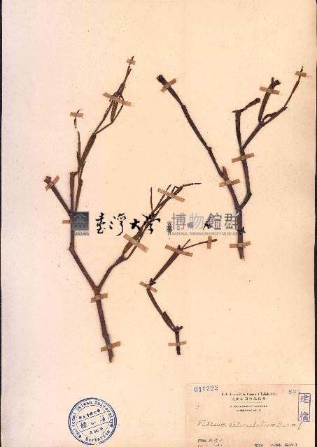 扁枝槲寄生藏品圖，第1張