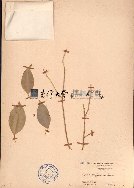 垂葉榕、小葉榕藏品圖，第1張