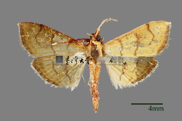 螟蛾藏品圖，第1張