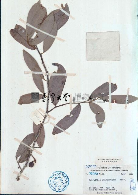 沙堡暗羅藏品圖，第1張