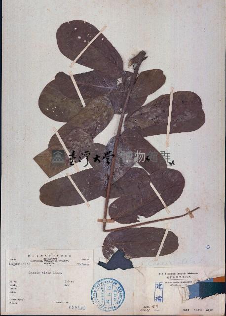 翼柄決明藏品圖，第1張