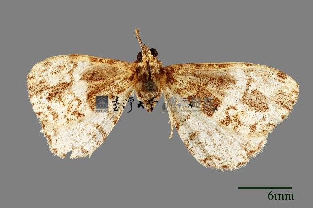 螟蛾藏品圖，第1張