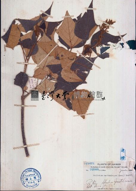 白匏仔藏品圖，第1張