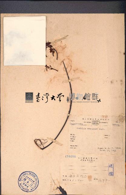 長序首冠藤藏品圖，第1張