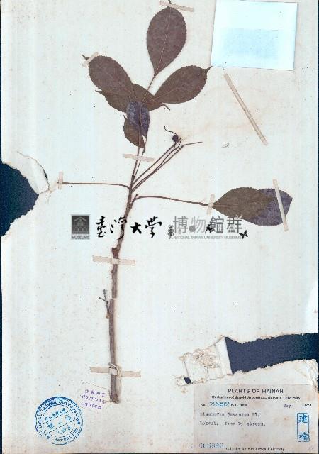 茄苳藏品圖，第1張