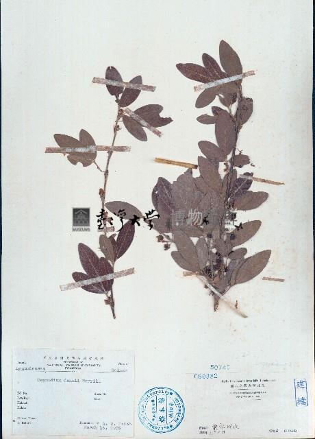 單節假木豆、小葉山木豆藏品圖，第1張