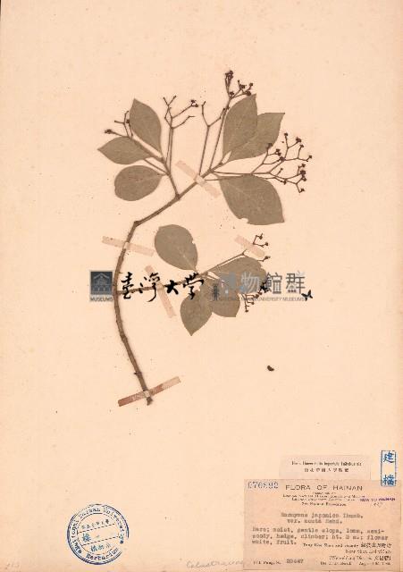 日本衛矛藏品圖，第1張