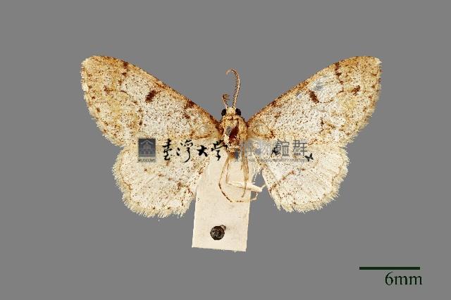 螟蛾藏品圖，第1張