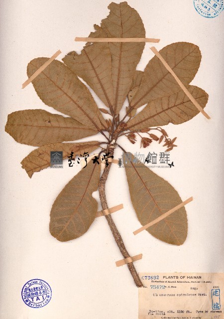 長芒杜英藏品圖，第1張