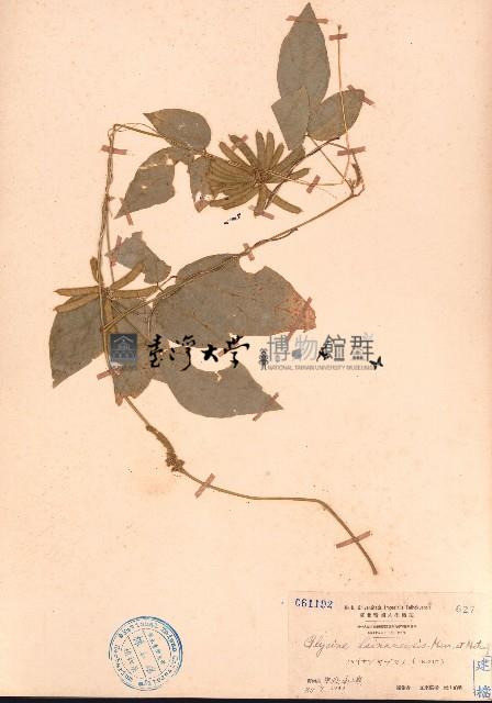 琼豆藏品圖，第1張