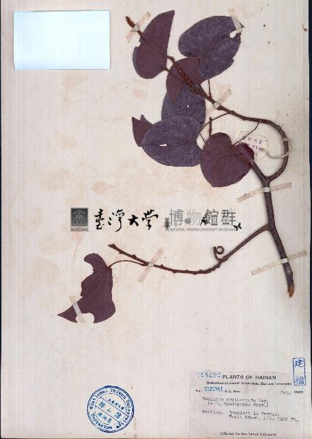 銹莢藤藏品圖，第1張
