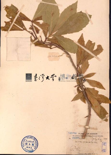 海南山龍眼藏品圖，第1張