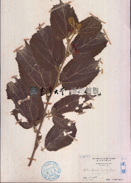 扭蒴山芝麻藏品圖，第1張