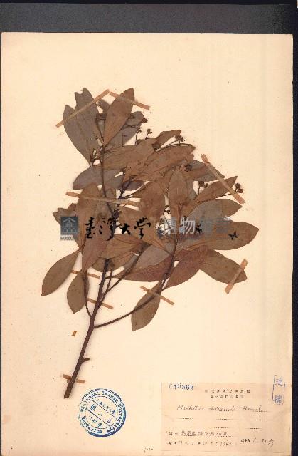 華潤楠、楨楠藏品圖，第1張