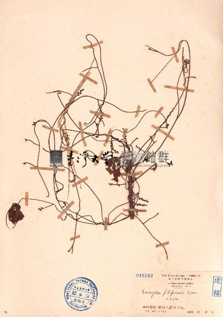 無根藤、無根草藏品圖，第1張