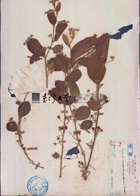 苘麻葉捕魚木藏品圖，第1張