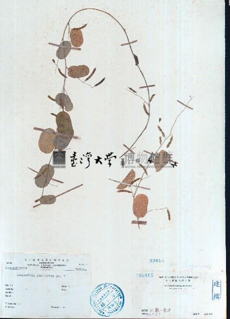 腎葉山螞蝗藏品圖，第1張