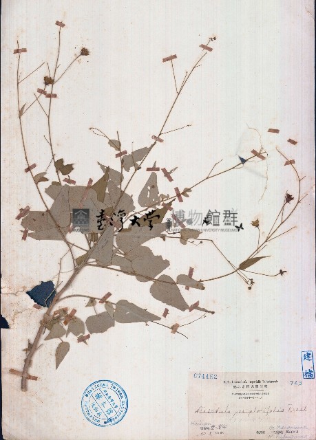隔蒴苘藏品圖，第1張
