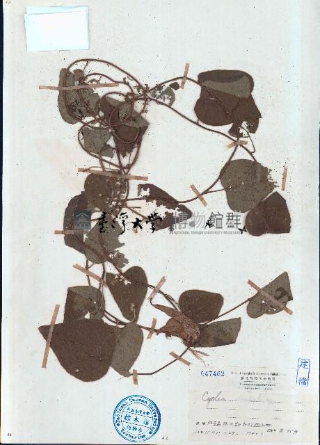 毛葉輪環藤藏品圖，第1張