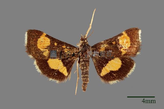 螟蛾藏品圖，第1張