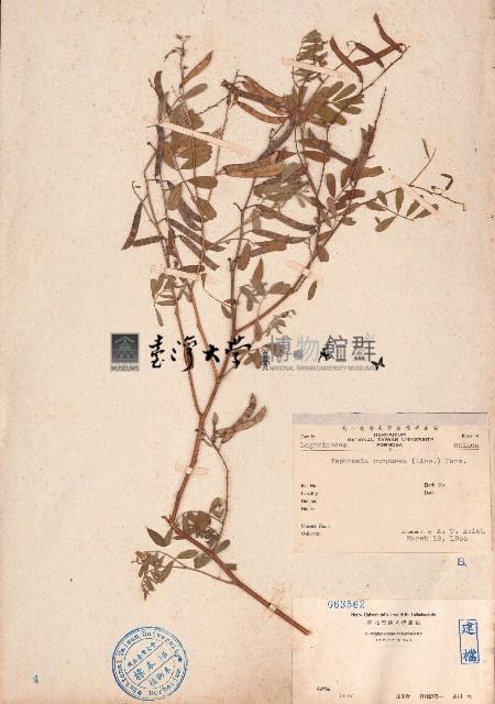 灰毛豆藏品圖，第1張