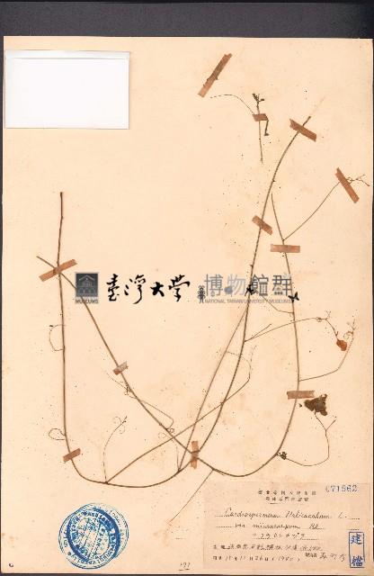 倒地鈴藏品圖，第1張