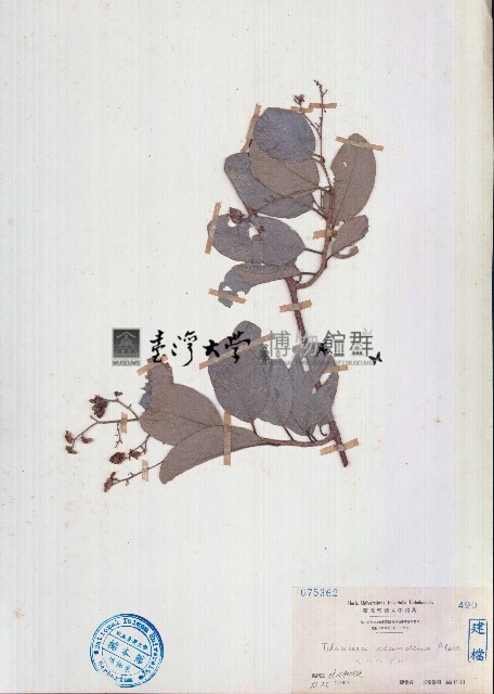 毛果錫葉藤藏品圖，第1張