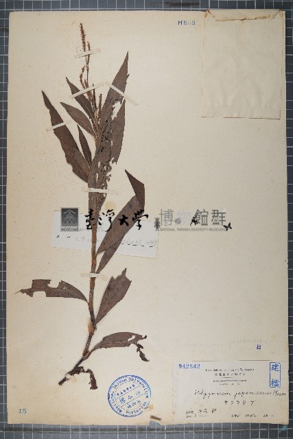 蠶繭草、蠶繭蓼藏品圖，第1張