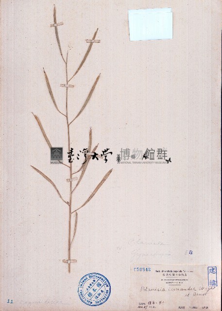 向天黃藏品圖，第1張