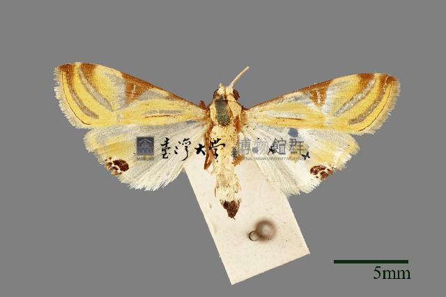 緗帶野螟蛾藏品圖，第1張