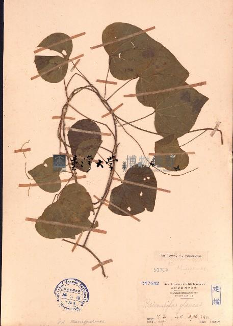 細圓藤藏品圖，第1張