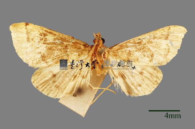 螟蛾藏品圖，第1張